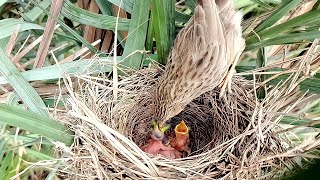 The common babbler's baby is very hungry || Animals and Birds