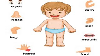 match the body parts name with their pictures | evs worksheet for class 1 | Body Parts Vocabulary match the body parts name with their pictures | evs worksheet for class 1 | Body Parts Vocabulary