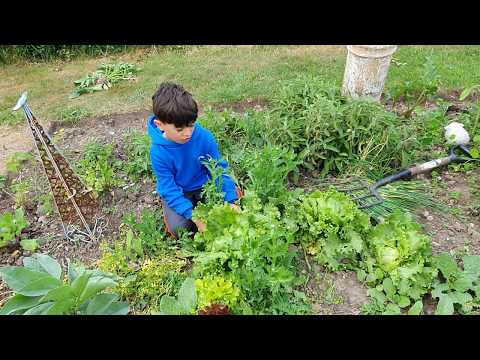 Iceberg Lettuce Harvest!