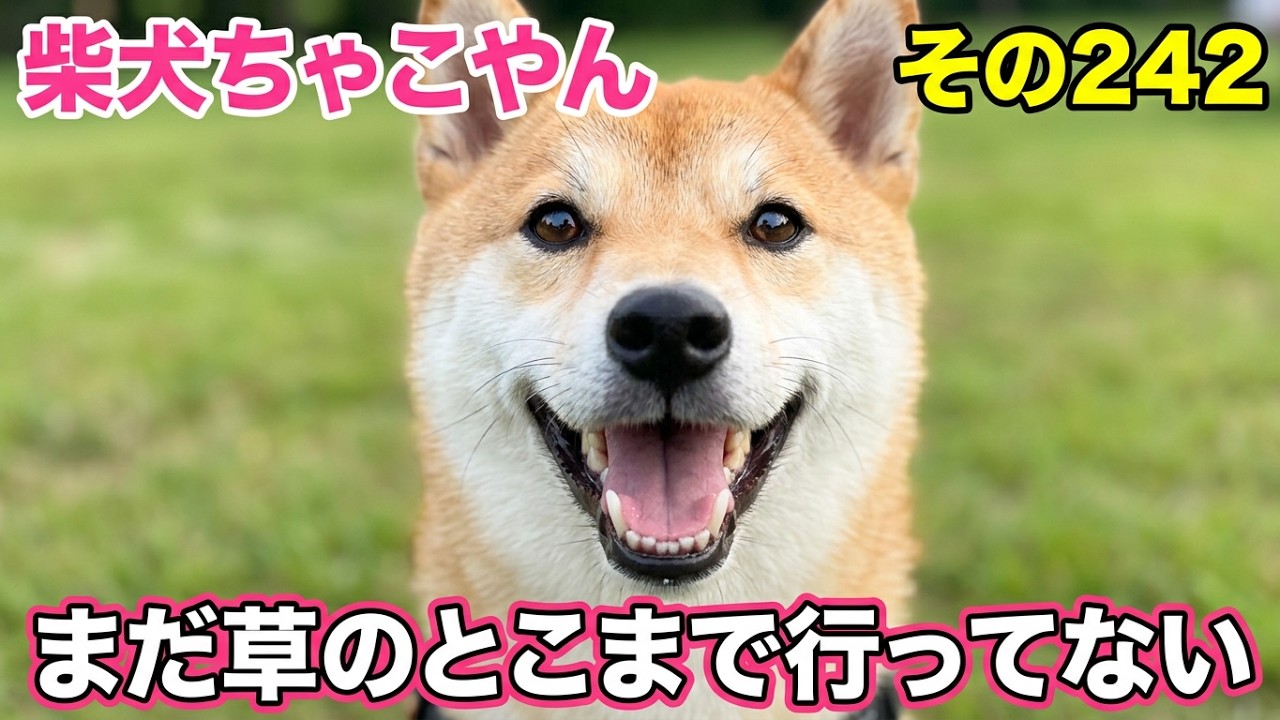 Part 242 Mizumoto Dog Run Subtitled Blurred - YouTube
