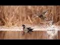 Wildlife Photography  | Finding Waterfowl