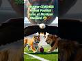 "Monster CRASHES Animal Football Game at Michigan Stadium! 😨🐾 #shorts #funny #football #usa #viral