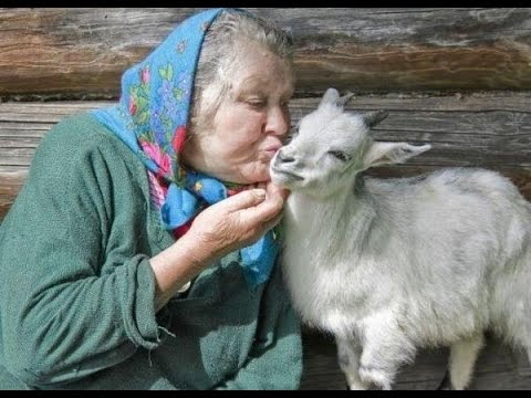 Серенький козлик