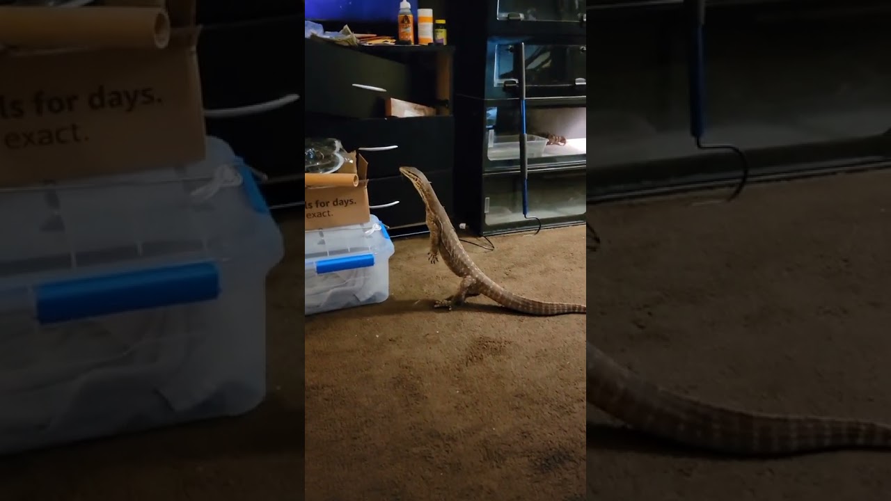 He's Raising A Real Life Raptor!! #cuteanimals #cutepets #reptiles