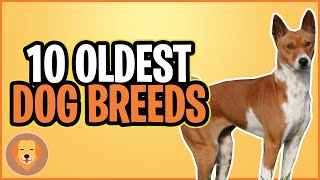 10 OLDEST DOG BREEDS IN THE WORLD