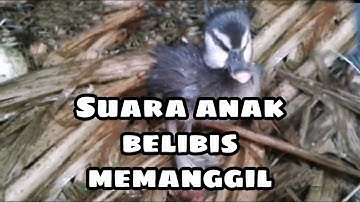 Suara jernih anak belibis memanggil