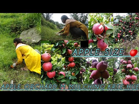 Apple orchard m