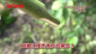 高儀　Sun Garden らくらく接ぎ木鋏　接ぎ木職人