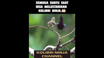 Konin birahi dan kawin lalu punya anak. #konin #kolibrininja #salamlestari #breedingkonin