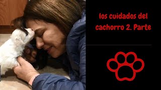 Los cuidados del cachorro segunda parte