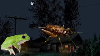 Suara Jangkrik & Katak di desa malam hari | Pengantar tidur | ASMR | Therapi insomnia.