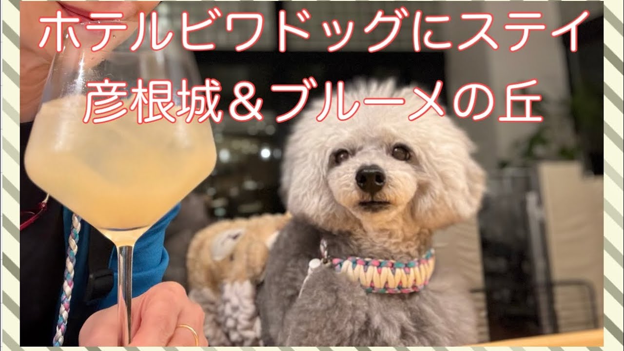 【女1人わんこ旅】ビワドッグでバー初体験＆ブルーメの丘でチューチュートレインに乗ったよ！