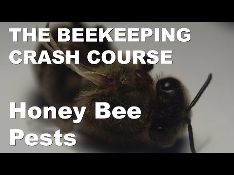 Honey Bee Pests - Honey Bee Pests, Parasites & Diseases Part 1 - Beekeeping Crash Course