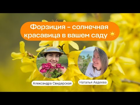 Форзиция – солнечная красавица в вашем саду