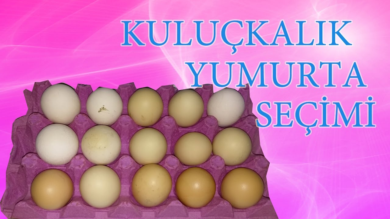 Köy Yumurtası Nasıl Anlaşılır Köy Yumurtası Nasıl Anlaşılır