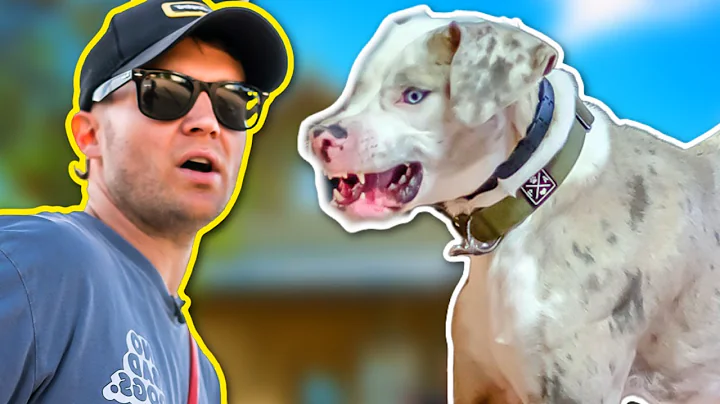 GREAT DANE EXPLODES TOWARDS OTHER DOGS!