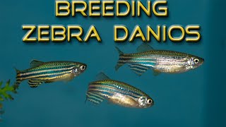 BREEDING ZEBRA DANIOS