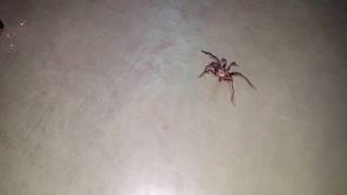 Tarántula Española