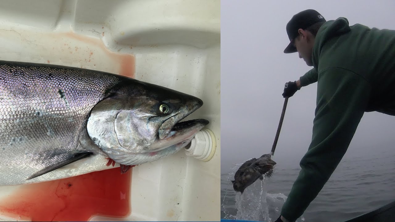 Multispecies Fishing in the Bay Area King Salmon, Lingcod, Rockfish