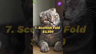 Top 10 Most Expensive Cat Breeds  in the World #cats #shorts #expensive #amazingfacts
