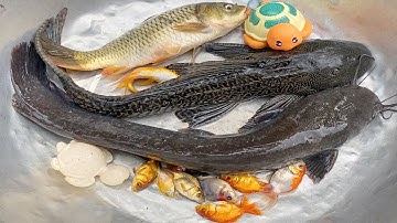 Kem Chanel lấy xe rùa đi bắt cá được cá chép, cá trê lai, con cua, cá vàng, chuột thả vào bể bơi mới