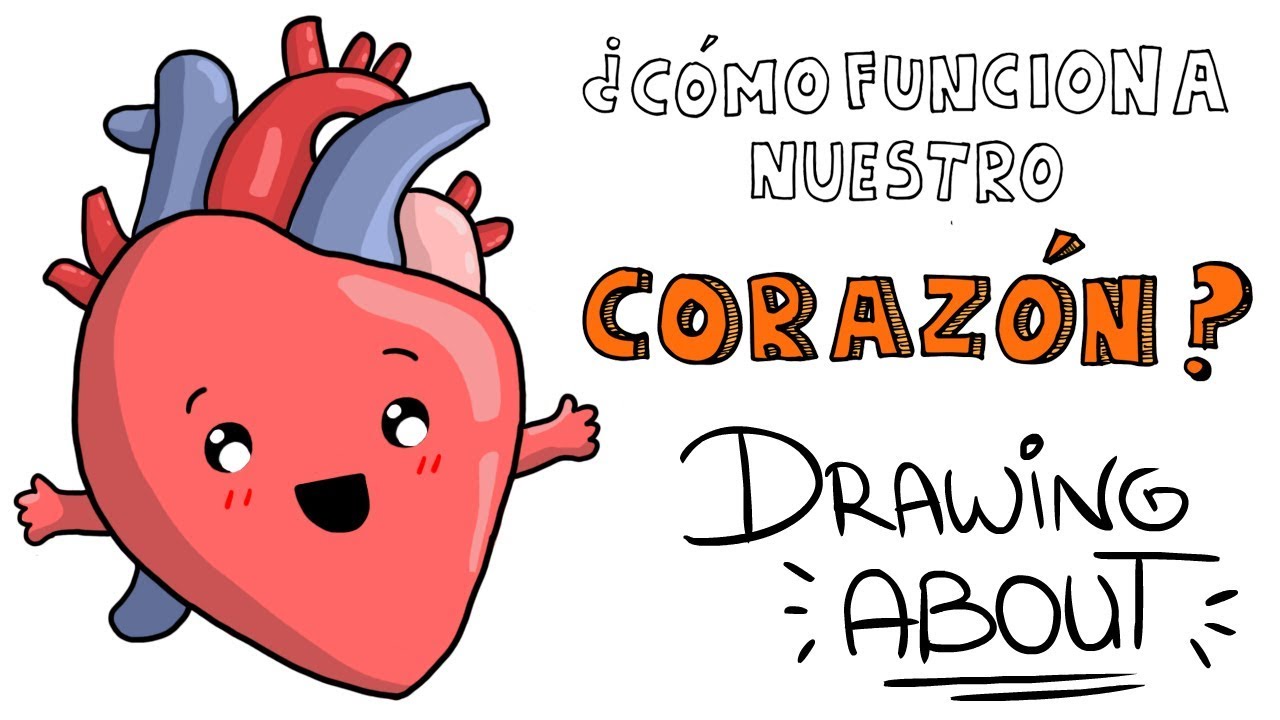 Corazon como funciona