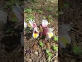 Carnatic Curcuma