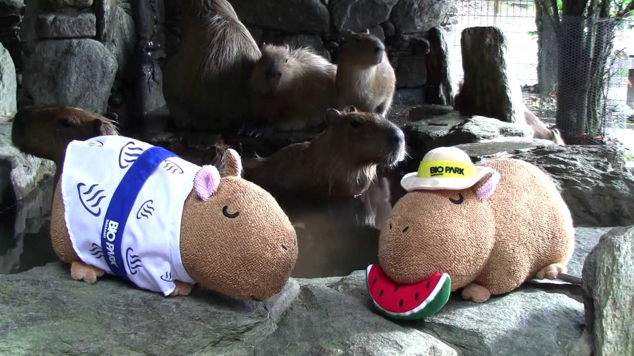 New Capybara merchandise! - YouTube