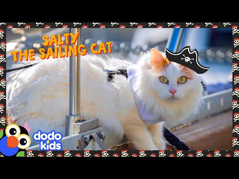 Pirate Cat Sails The Seas With His Best Friend | Dodo Kids