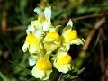 Льонок звичайний Linaria vulgaris
