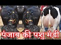 पंजाब की पशु मंडी I Murrah Buffalo Pair Milking Capacity 40 Liter per day I मुर्रा हरियाणा