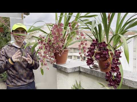 Vídeo: Creixeran les orquídies cymbidium a l'interior?