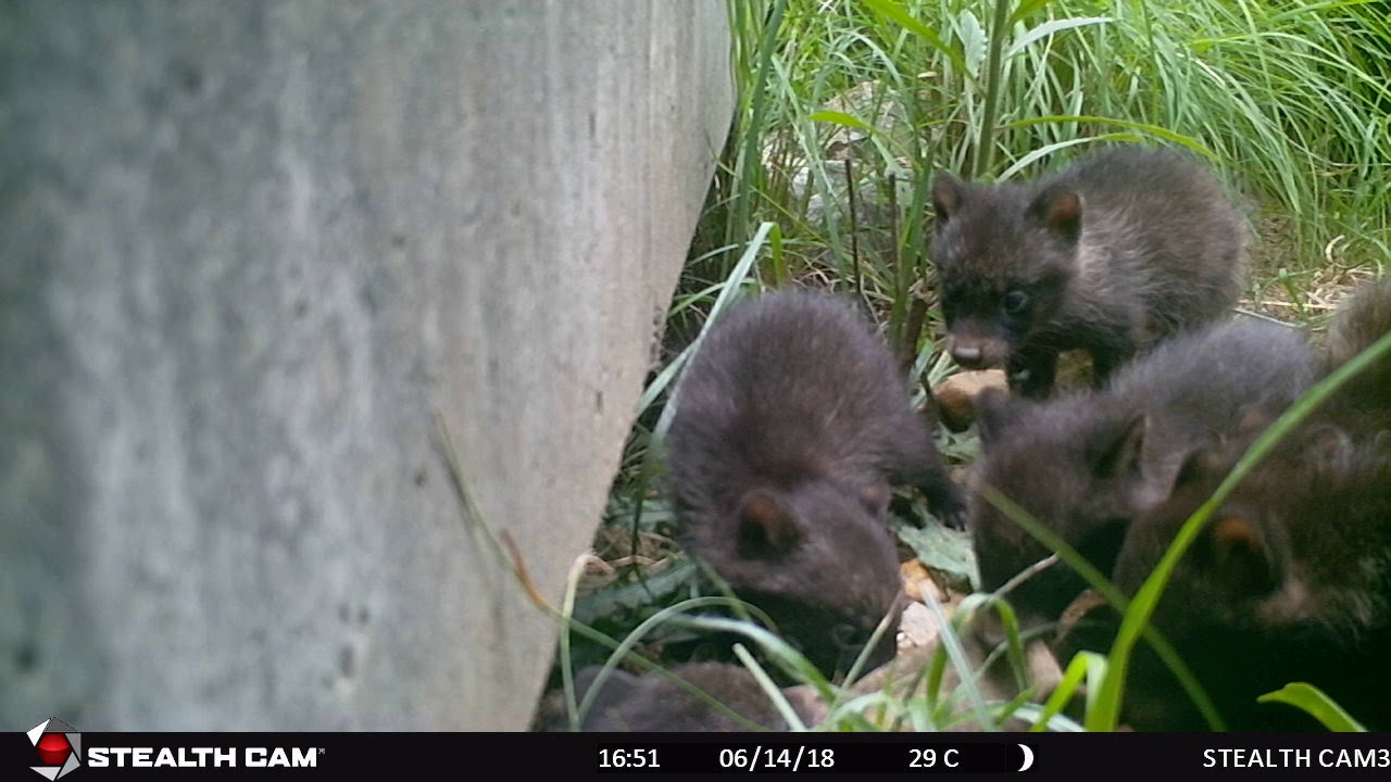 タヌキ アナグマ アライグマ ハクビシン入門 4種の動物の違いと暮らし 記事カテゴリ Buna Bun Ichi Nature Web Magazine 文一総合出版