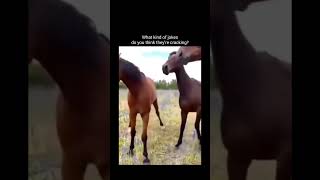 What kind of jokes they are cracking 🤣 #funny #horse #funnyhorse