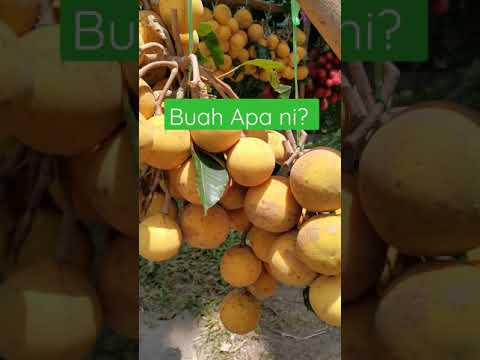 Video: Apakah nama saintifik bagi pokok?