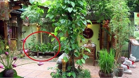 8 Loại cây cực độc độc hơn cả lá ngón ở việt nam nhấm vào là tắc thở cấm trồng trong nhà