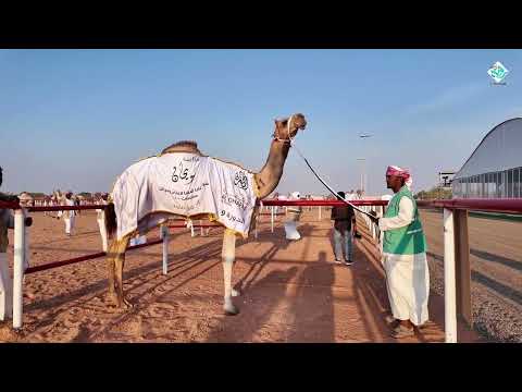 المطايا التي حققت المراكز الأولى في أشواط الثنايا مهرجان الظفرة مزاينة سويحان 02 11 2025