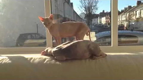 Video 973061: sphynx cats mating, sphynx boy