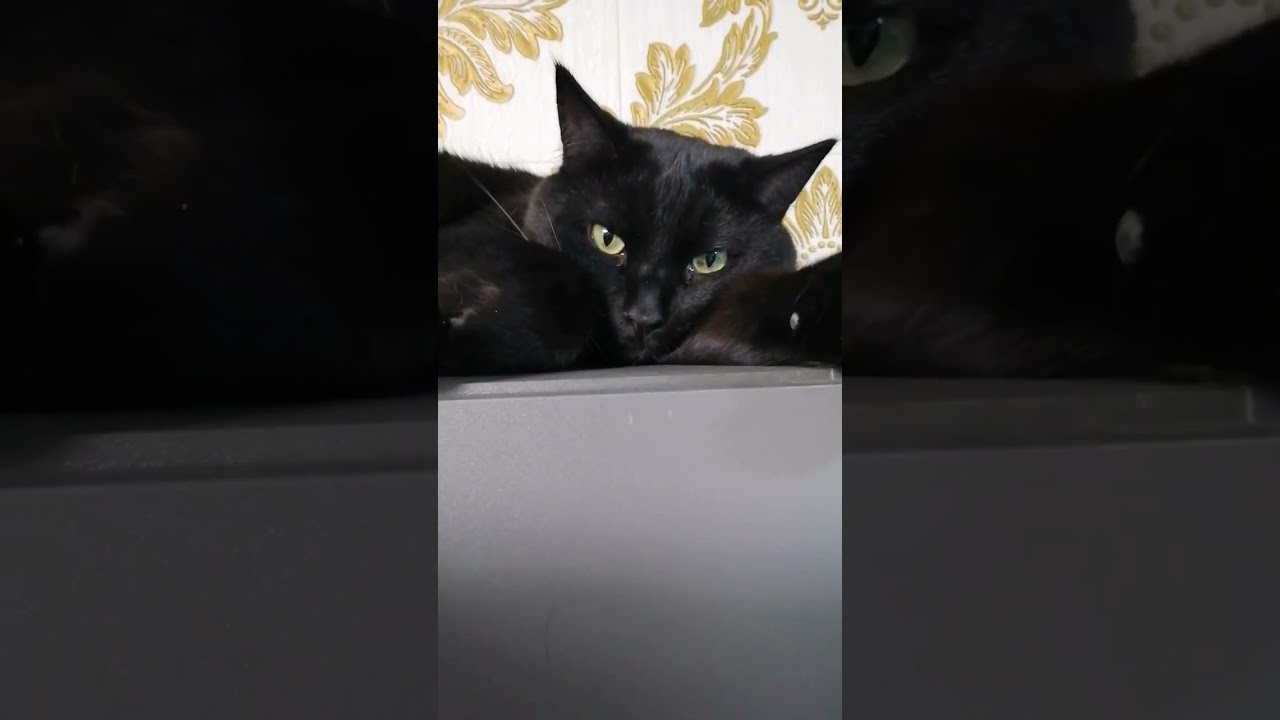 Не верим😸😸😸