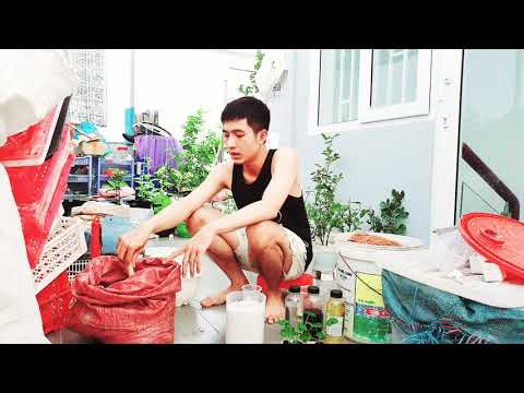Video Hướng dẫn trồng dâu tây bán thủy canh Bạch Tuyết từ mô... - youtube
