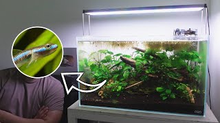 [Day 1472] STOCKING the low tech, dirted, ecosystem fish tank