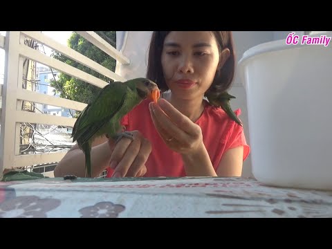 Single Mom Takes a Bath for Her Cute Parrots | ỐC Family