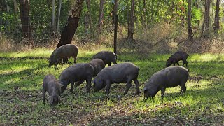 Ils ont tout quitté pour élever des cochons noirs au Portugal