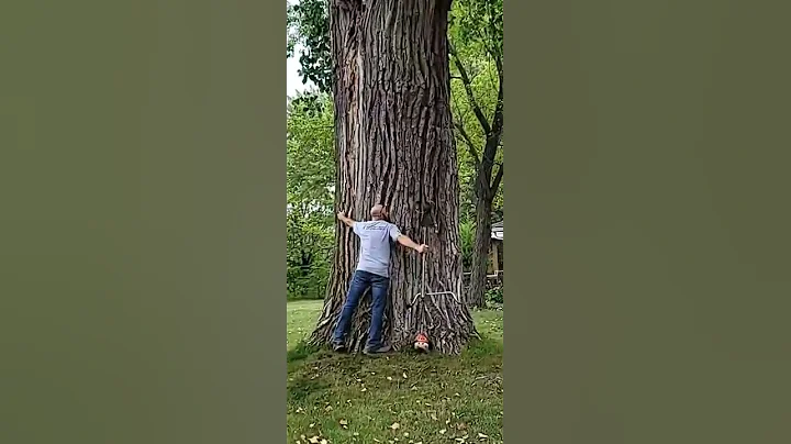 Tree Hugger... #shorts