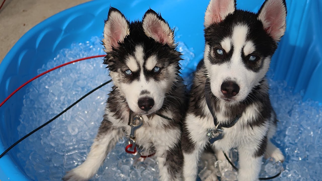 Can A Husky Have Ice Water