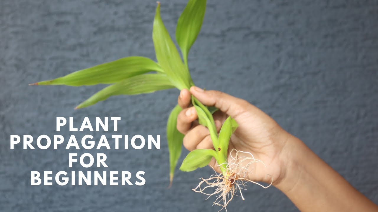 How to Propagate Indoor Plants | Pothos and Snake Plant - YouTube