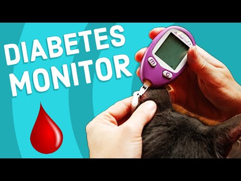 Videó: Cukorbetegség glükóz monitorok kutyák számára