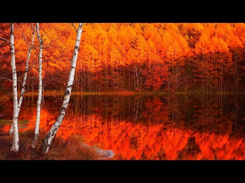 風景画 秋の自然 風景 秋の風景、美しい秋 高画質の壁紙 | Pxfuel