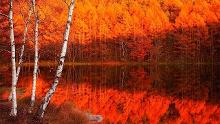 Autumn in Japan Mt Yatsugatake Tateshina 4K 1HR Nature Relaxation  日本の秋・紅葉 蓼科高原 4K映像 美しい四季 絶景自然風景