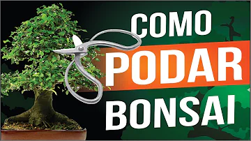 Como começar um bonsai do zero?